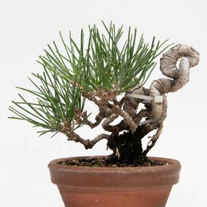 黒松,盆栽の画像