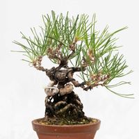 黒松,盆栽の画像