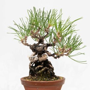 黒松,盆栽の画像
