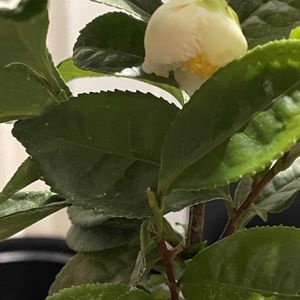 茶の木の花,茶の木の花,チャノキ(茶の木),チャノキ(茶の木),実生の画像