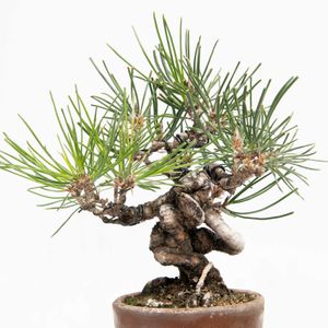 黒松,盆栽の画像