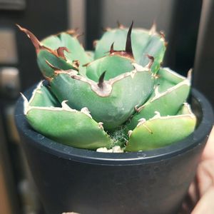 アガベ,アガベ チタノタ,アガベ ジャガーノート,多肉植物,観葉植物の画像