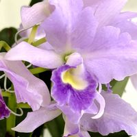 カトレア,ポーチュラカ,花のある暮らし,緑のある暮らし,小さな幸せ♡の画像