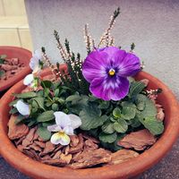 パンジー,ビオラ,カルーナ,鉢植え,冬の寄せ植えの画像