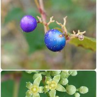 センボンヤリ,ノブドウ,山野草,お出かけ先の画像