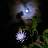 月下美人の画像