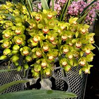 シンビジウム,花のある暮らし,折本洋蘭園,カエルのマーク,アーチ職人の画像