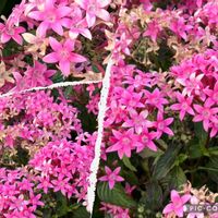 ペンタス,散歩,ピンクの花,iPhone撮影,ピンク❤︎ピンクの画像