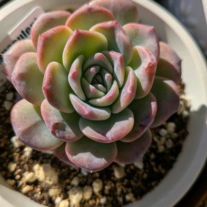 多肉植物,多肉棚,豪華,三重県,松阪市の画像