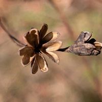 ドウダンツツジ,ムクゲ,ミツバシモツケ,満天星,木槿の画像