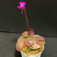 ムシトリスミレ,pinguicula.sp. Pico de Orizaba,ピンギキュラ・ピコデオリザバ,食虫植物,窓際の画像