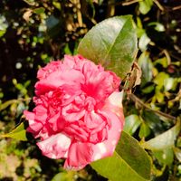 キンカン,サザンカ,白南天,クロガネモチ,ガーデニングの画像