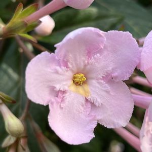 ルクリア ココ,コリトプレクツス スペキオスス,温室,京都府立植物園の画像