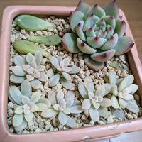 桃太郎,チーズケーキ,多肉植物,葉挿し,メルカリの画像