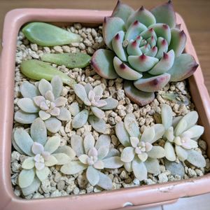 桃太郎,チーズケーキ,多肉植物,葉挿し,メルカリの画像