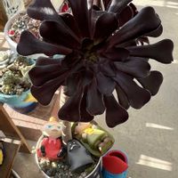 黒法師,ルエラ,DAISOスクラッチ,日日是好日,ムーミンの日の画像