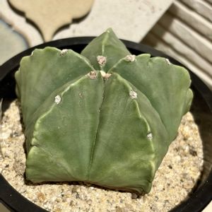 アストロ フィツム,瑠璃鸞鳳,多肉のある暮らし,防寒対策,多肉の土の画像