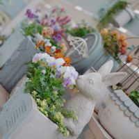 ヘリクリサム,ヘリクリサム ライムミニ,松田プレミアムセレクション,庭の画像