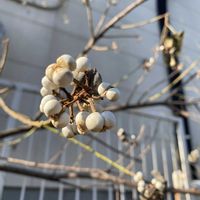 ナンキンハゼ,地植え,犬とお散歩,緑が好きの画像