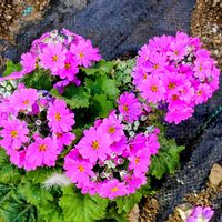 プリムラの画像