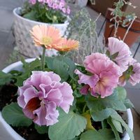 イベリス,ガーベラ,ガーベラ,ガーベラ,サクラソウの画像