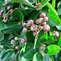 マサキ,樹木,遊歩道,木に咲く花,木になる実の画像