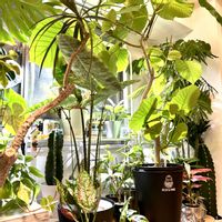 ドラセナ,モンステラ,アグラオネマ,ウンベラータ,エバーフレッシュの画像