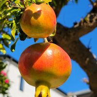 ザクロ,外出先にての画像