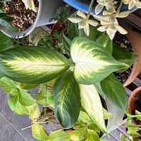 ディフェンバキアの画像