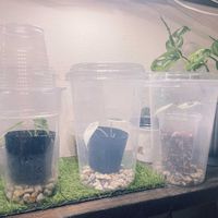 アロカシア・アマゾニカ,アロカシア,アロカシア・グリーンベルベット斑入り,アロカシア・メロ,観葉植物の画像