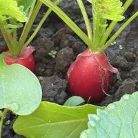 ラディッシュ,種まきっ子,サラダの画像