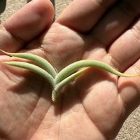 チランジア,エアプランツの画像