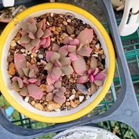 棚,小さな庭,ベランダの画像