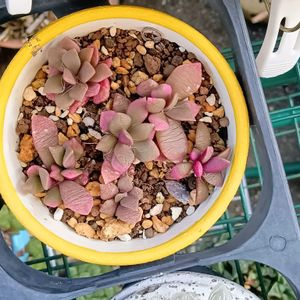 棚,小さな庭,ベランダの画像