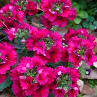 ゼラニウム,ネメシア,マンションの花壇,真っ赤な火曜日,可憐な火曜日の画像