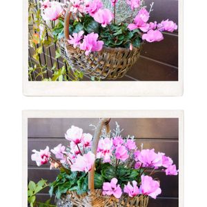 プラチーナ,プラチーナ,プラチーナ,プラチーナ,ハンキング寄植えの画像