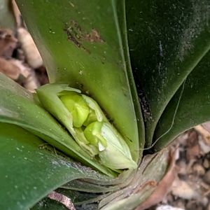 鉢植え,軒下の画像