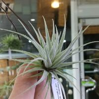 チランジア属,エアープランツ/チランジア,エアプランツ チランジア,チランジア【エアプランツ】,ティランジア属の画像