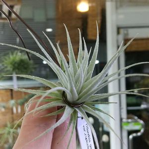 チランジア属,エアープランツ/チランジア,エアプランツ チランジア,チランジア【エアプランツ】,ティランジア属の画像