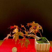 イロハ紅葉,侘び寂び ,小品盆栽,ミニ盆栽,紅葉（こうよう）の画像