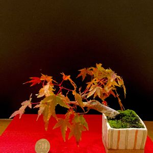 イロハ紅葉,侘び寂び ,小品盆栽,ミニ盆栽,紅葉（こうよう）の画像