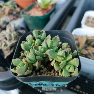 ストマチウム・ラティフォリウム,多肉植物,メセン,実生,成長記録の画像