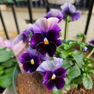 パンジー　フェデネージュ　ボンソワレ,鉢植え,明るい日陰,プランター,ガーデニング初心者の画像