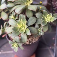 夕映え,夕映えsakoの画像