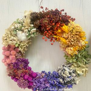 シクラメン,千日紅,千日紅,紫陽花,紫陽花の画像