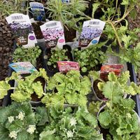 ノースポール,金魚草,プリムラマラコイデス,コバルト セージ,ラ・ヴィオラ ラベンダーピンクの画像