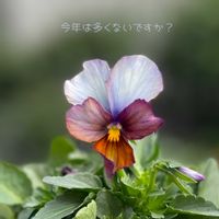 パンジー・ビオラ,江原ビオラヌーヴェルヴァーグ～すみれの革命～,ナチュラルガーデン,ジャンクガーデン,シェードガーデンの画像