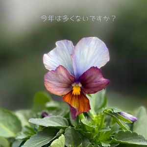 パンジー・ビオラ,江原ビオラヌーヴェルヴァーグ～すみれの革命～,ナチュラルガーデン,ジャンクガーデン,シェードガーデンの画像