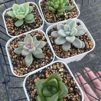 春萌,だるま秀麗,ハオルチア シンビフォルミス,ピーチプリデ,桜牡丹の画像