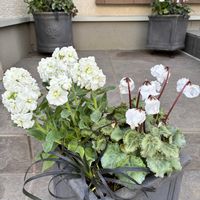 ストック,ガーデンシクラメン,コクリュウ（黒竜）,ホワイトティーツリー,白い寄せ植えの画像